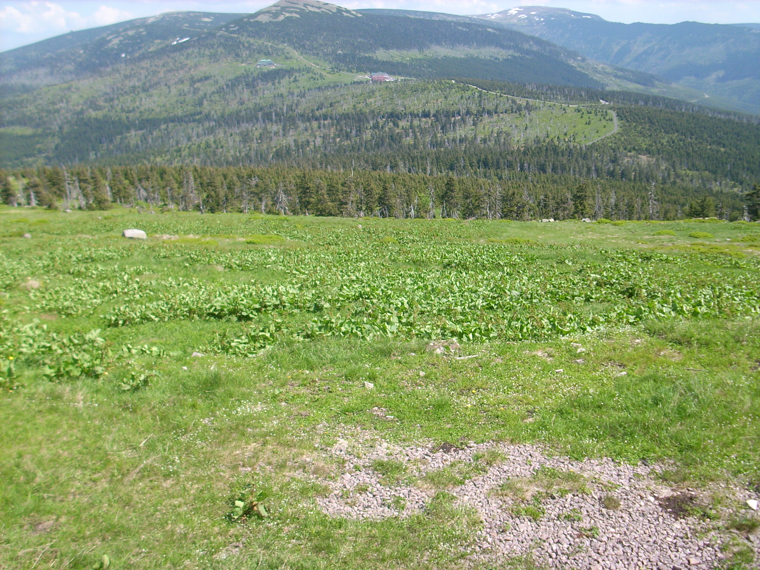 IMG_1351.JPG